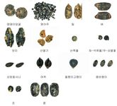 천안 백석동 고재미골유적_004_3·4지역 주거지 내부 유기체_2006_고고_제4유형.jpg이미지